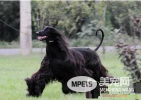 阿富汗猎犬凶猛排名 比较厉害的狗狗