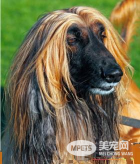 阿富汗猎犬臭么 没有特别重的体味