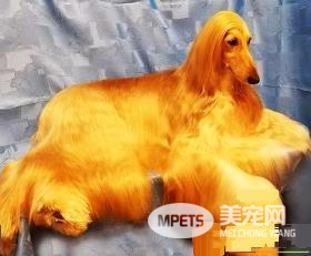 阿富汗猎犬吃啥狗粮 给狗所需的均衡营养