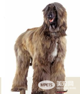 阿富汗猎犬吃的多吗 要配合营养的饮食