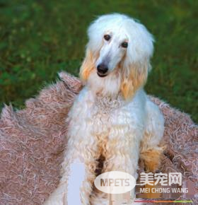 阿富汗猎犬吃的多吗 要配合营养的饮食