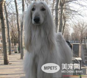 阿富汗猎犬产自哪里 原产于阿富汗