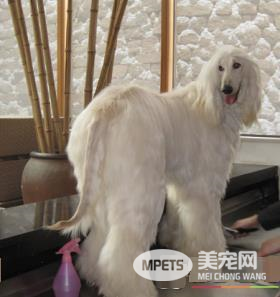 阿富汗猎犬产自哪里 原产于阿富汗