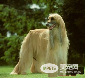 阿富汗猎犬怎样推毛 坚持每天为它梳毛
