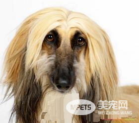 阿富汗猎犬怎样推毛 坚持每天为它梳毛