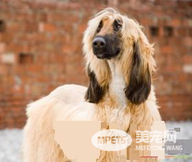 阿富汗猎犬怎么美容 足爪都有羽状饰毛