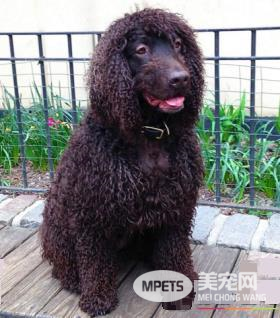 爱尔兰雪达犬掉毛程度 以及毛发护理