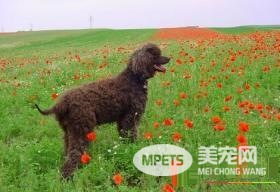 爱尔兰雪达犬掉毛程度 以及毛发护理