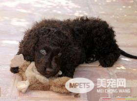 爱尔兰水猎犬爱吃什么 和不能吃的东西