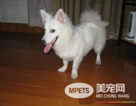 银狐犬特点 体长稍大于体高