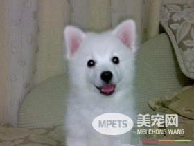 银狐犬口臭怎么办 可能患有口腔炎症