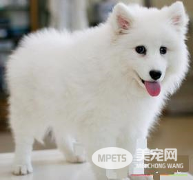 银狐犬体味掉毛 加上一些健康狗粮