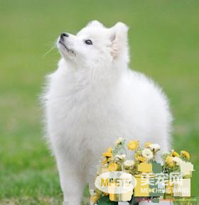 银狐犬特征 银狐犬的步态骄傲