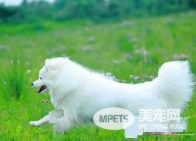 银狐犬特征 银狐犬的步态骄傲