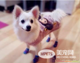 银狐犬几月份发情 一年发情两次