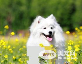 银狐犬几月份发情 一年发情两次