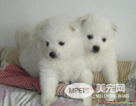 银狐犬配种 银狐犬狗窝的保养方法