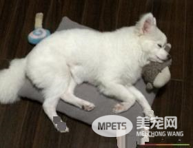 银狐犬配种 银狐犬狗窝的保养方法