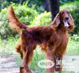 爱尔兰雪达犬智商 过多依赖于驯养者