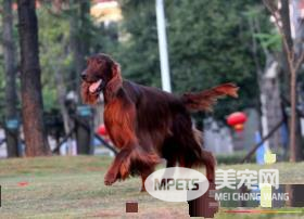 爱尔兰雪达犬智商 过多依赖于驯养者