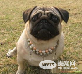 巴哥犬智商高吗 犬类智商排第57位