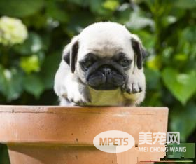 巴哥犬智商高吗 犬类智商排第57位