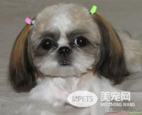 西施犬流眼泪 每天用专用洗眼水清洗