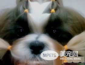 西施犬流眼泪 每天用专用洗眼水清洗