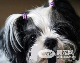 西施犬爱咬人 西施犬的个性爆裂