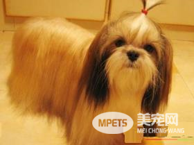 西施犬爱咬人 西施犬的个性爆裂