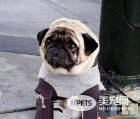 巴哥犬打鼾 八哥犬鼻子的结构很短