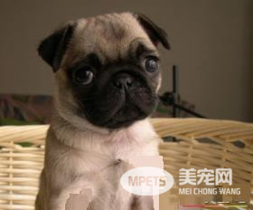 巴哥犬打鼾 八哥犬鼻子的结构很短