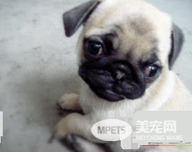 巴哥犬常见皮肤病 易得皮肤病或生疥疮