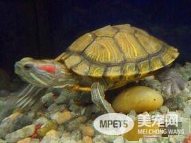 乌龟脖子烂了怎么办 干养为主每天泡澡两次