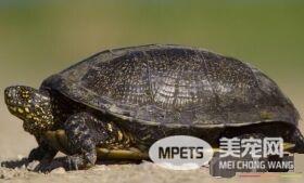 乌龟受伤了怎么办 乌龟受伤的施救措施
