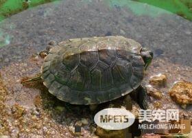 乌龟腿肿了怎么办 吃什么让乌龟腿肿恢复快