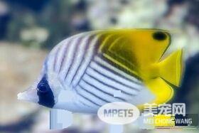 热带鱼白点病的治疗 观赏鱼白点病的预防方法