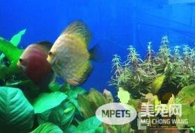 热带鱼白点病的治疗 观赏鱼白点病的预防方法