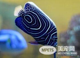 热带鱼为什么会死 热带鱼鱼的几种常见病