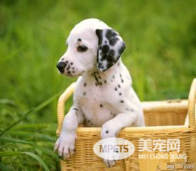 狗得了皮肤病怎么办 狗皮肤病的几大特征