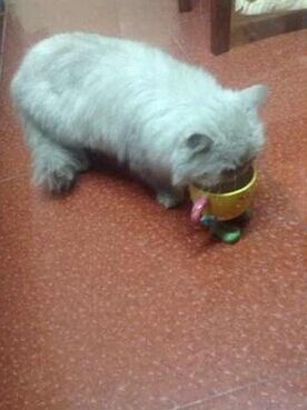 猫咪是不是真的很难训练