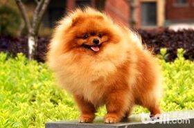 博美犬为什么晚上一直在叫唤？