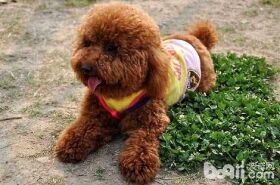 贵宾犬呕吐一般都有哪些原因？