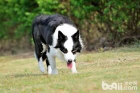边境牧羊犬如果爪子热是发烧了吗？