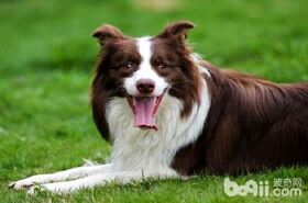 边境牧羊犬如果爪子热是发烧了吗？