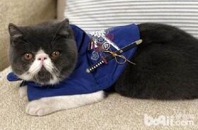 加菲猫应该怎么喂养比较好？