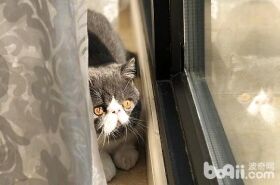 加菲猫应该怎么喂养比较好？
