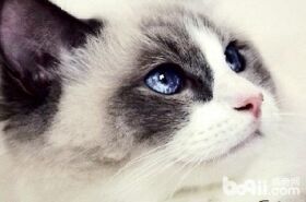 听说布偶猫长的体型比狗还大？