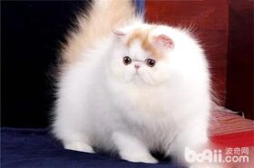 波斯猫吃完饭之后呕吐了是怎么了？