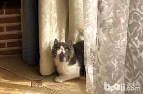 加菲猫一抽一抽的是在打嗝吗？